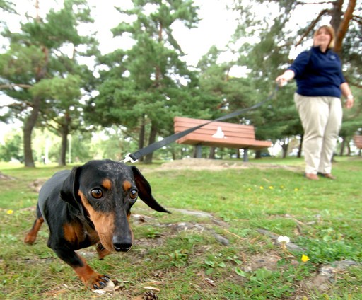 site de rencontre propriétaire de chien