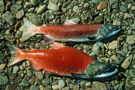 Des saumons rouges de la Colombie-Britannique.... (Photo: AFP)