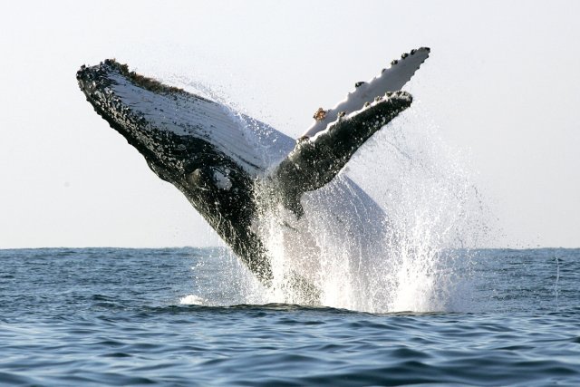 http://images.lpcdn.ca/641x427/201107/08/348139-baleine-bosse.jpg