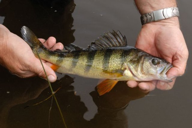 La pêche le domaine de Poltava la carpe