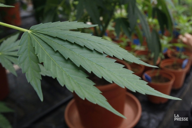 Un groupe représentant les usagers de marijuana thérapeutique soutient que les... (Photo Reuters)