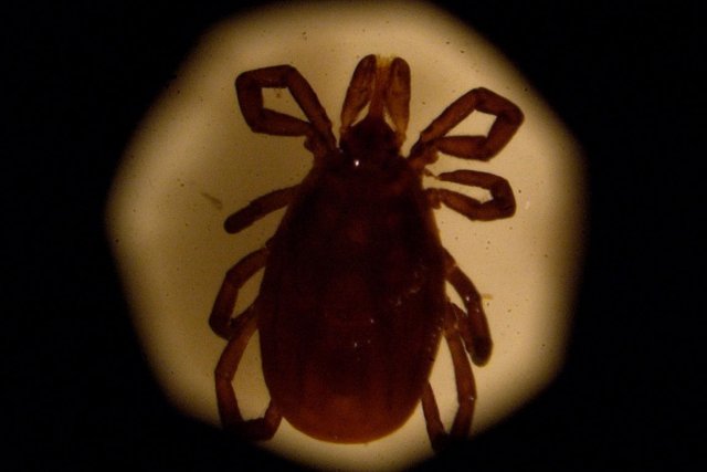 Maladie de Lyme: un quart des Québécois atteints l'ont Maladie de Lyme: un quart des Québécois atteints l'ont