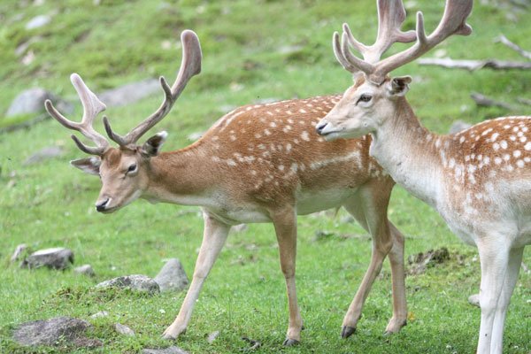 Il tue un wapiti au Parc Om ga chevreuil