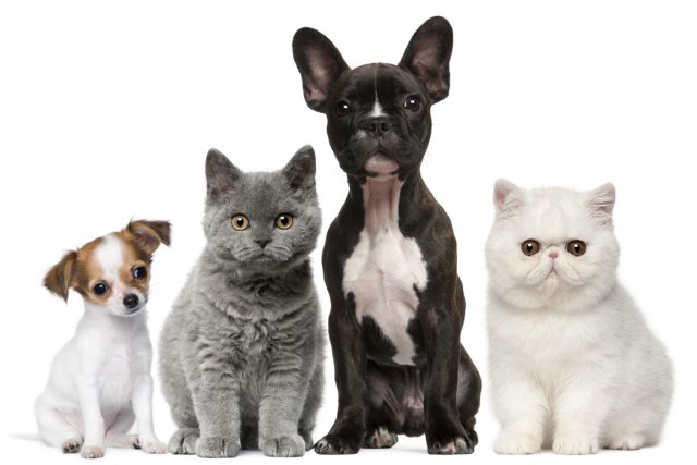 photo de chienne