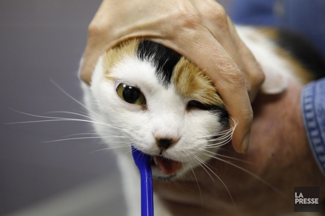 Résultat d’images pour chat brossage dents