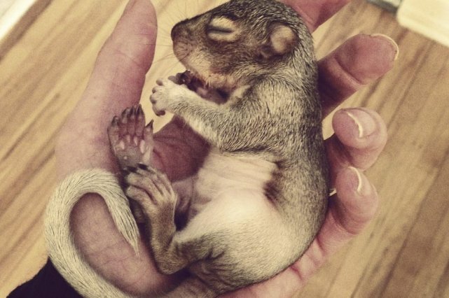 comment s appelle bebe ecureuil