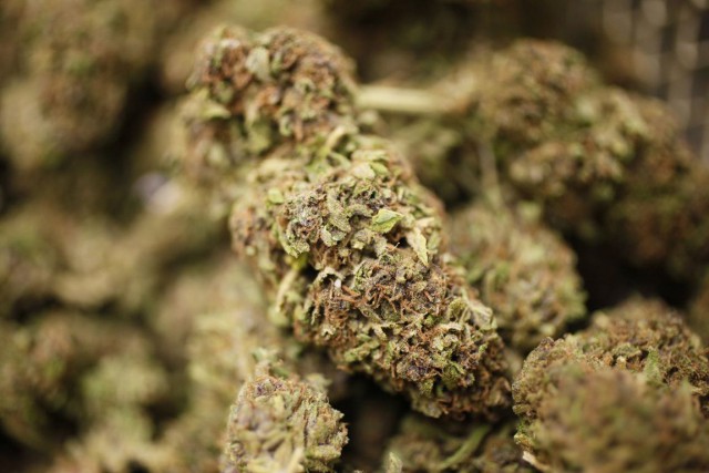 Une recherche de marijuana s'est rapidement transformée en recherche d'emploi... (Photo: AP)