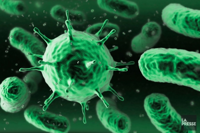 Ces Pandoravirus sont remarquables du fait de la... (PHOTOTHÈQUE LA PRESSE)