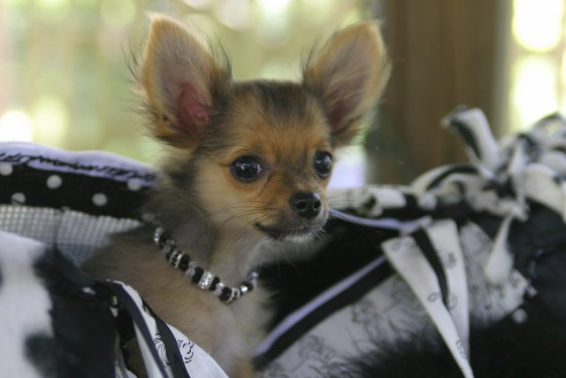 Petits chiens, grands problèmes Les petits chiens, souvent surprotégés, peuvent développer de... (Photos.com)