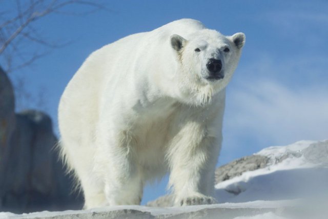 Manitoba Un Ours Polaire Attaque Et Blesse Deux Personnes Faits Divers