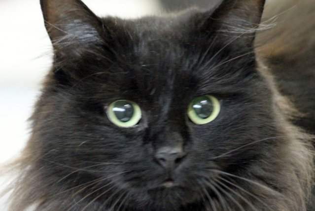 Les chats noirs restent plus longtemps dans les refuges