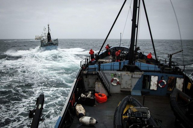 Sea Shepherd Accuse Les Baleiniers Japonais D Avoir Percut Un De Ses