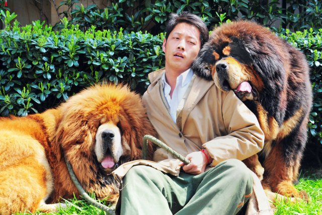 827995-mastiffs-tibet-souvent-compares-lions.jpg