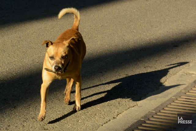 site de rencontre propriétaire de chien