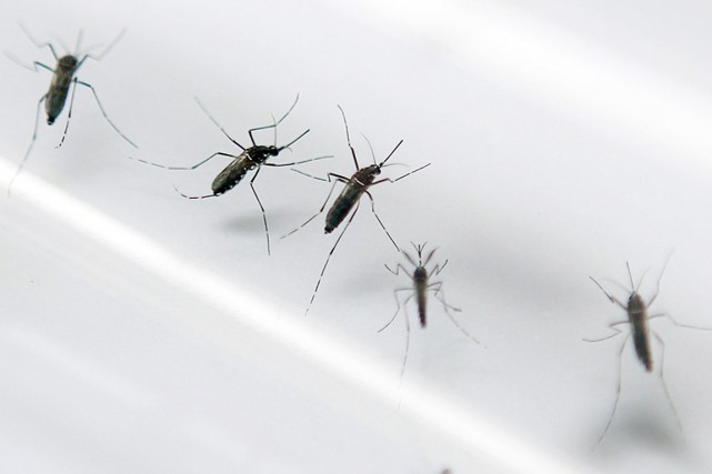 Le chikungunya, qui se propage notamment par l'entremise... (PHOTO PATRICE COPPEE, ARCHIVES AFP)