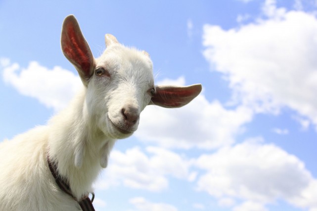 Ouverture de la 177e édition de l'Expo agricole de Saint-Hyacinthe L'Expo de St-Hyacinthe présente plus de 2100 animaux,... (Photo Digital/Thinkstock)