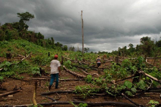 La diminution du nombre de forêts intactes a... (PHOTO SUTANTA ADITYA, AFP)