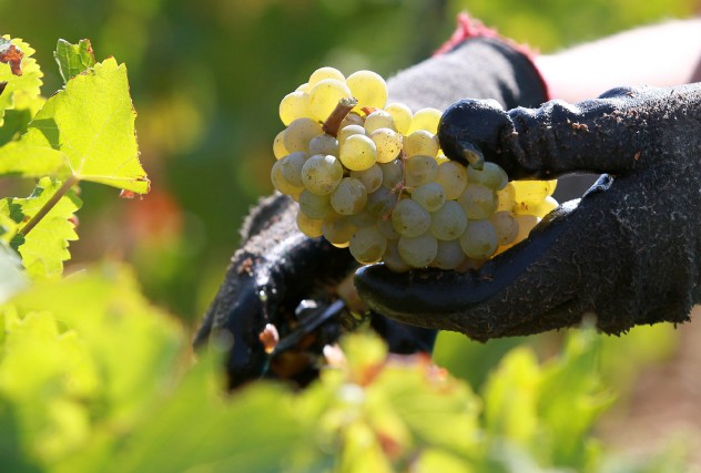 France: les vendanges 2017 pénalisées par la météo « À 37,6 millions d'hectolitres, la récolte 2017 devrait être inférieure... (PHOTO BOB EDME, ARCHIVES ASSOCIATED PRESS)