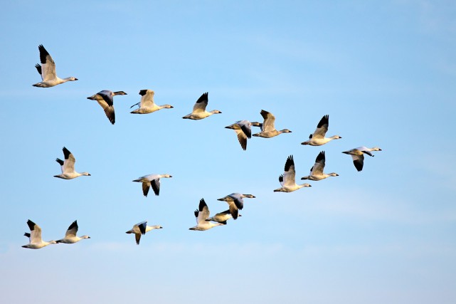 Rsultat de recherche dimages pour oiseaux migrateurs en vol