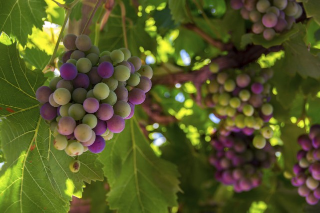 Michel Chapoutier élu président d'Inter-Rhône Les Côtes du Rhône sont le deuxième vignoble... (Photo Digital/Thinkstock)