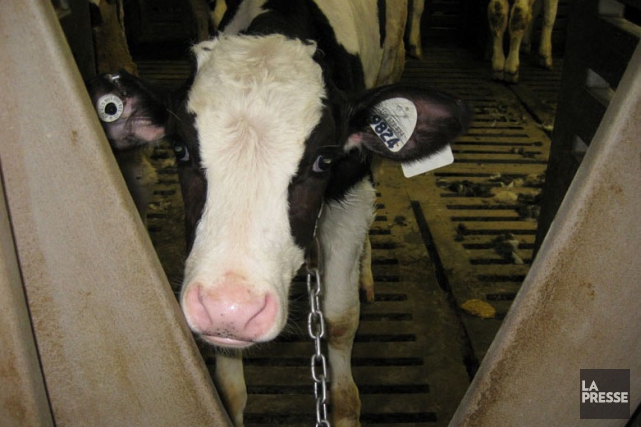 Veaux maltraités à Pont-Rouge: l'ex-employé accusé Au printemps, la SPCA avait ouvert une enquête... (Image tirée d'une vidéo)
