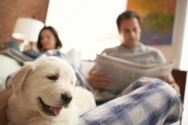 site rencontre plan cu rencontre chiot et chien adulte site rencontre plan cu rencontre chiot et chien adulte