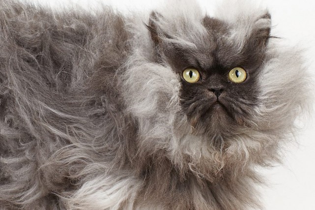 Chat les mureaux