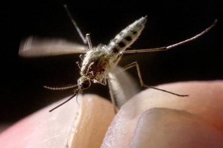 Que lon peut pour la prophylaxie des helminthes
