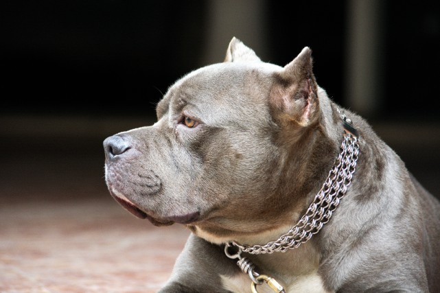 Labeaume évoque des «mesures transitoires» pour les pitbulls Sera-t-il interdit de posséder un pitbull à Québec... (123rf)