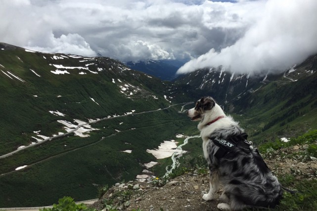 Cooper dans les alpes suisses.... (PHOTO FOURNIE PAR GABRIELLE GIROUX-BURROUGHS)