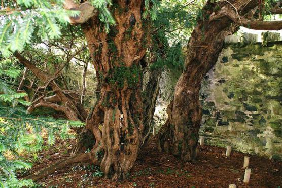 Le «plus vieil» arbre britannique a commencé à changer de sexe «L'if de Fortingall», dans le Perthshire (centre de... (PHOTO MOGENS ENGELUND, BBC.COM)