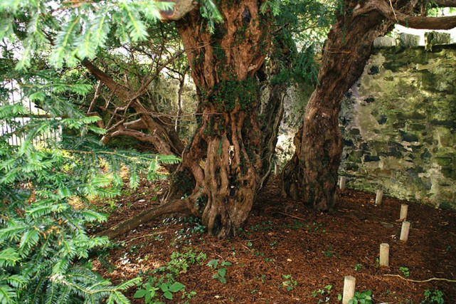 Le «plus vieil» arbre britannique change de sexe L'if de Fortingall est qualifié par la presse... (Wikimedia Commons)