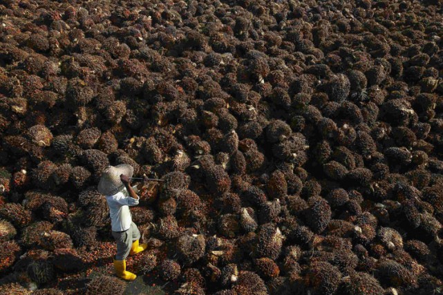 L'Afrique est le nouvel eldorado des industriels de l'huile de palme et du... (PHOTO AFP)