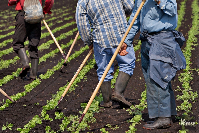 Сельскохозяйственная ферма: “рабы” в Drummondville