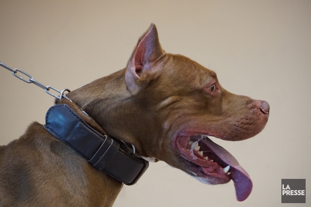 Attaqué par un pitbull, il doit la vie à une muselière Il est strictement interdit d'avoir en sa possession... (Archives, La Presse)