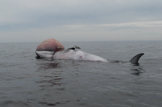 Le téléprogramme la pêche la chasse