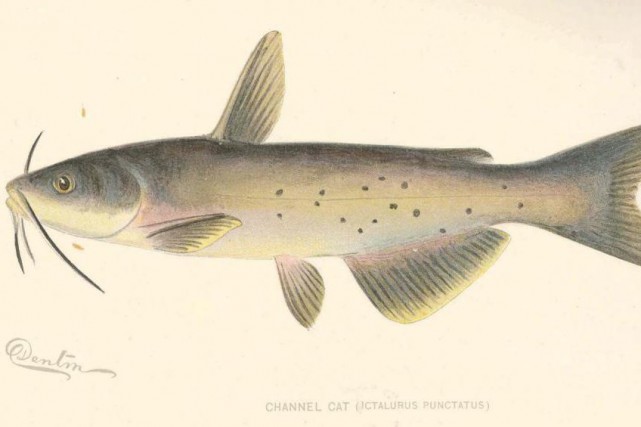 Quelques poissons pêchés commercialement La barbue de rivière... (ILLUSTRATION TIRÉE DE WIKIMEDIA COMMONS)