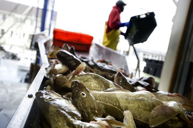 COD CONCERNS 1 La commissaire à l'environnement et au développement durable,... (photo Gretchen Ertl/, archives The New York Times)