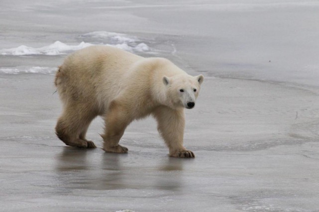 que faire rencontre ours