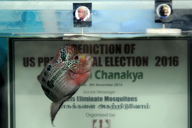 Après le singe chinois, un poisson indien prédit aussi la victoire de Trump Chanakya II, un cichlidé Flowerhorn, s'est vu proposer... (AFP, Arun Sankar)