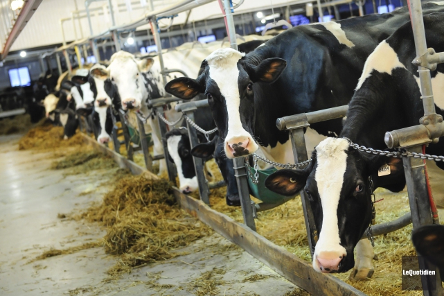 Échanger un cartel contre un autre? Les Canadiens paient peut-être leur lait plus cher... (Archives Le Quotidien)