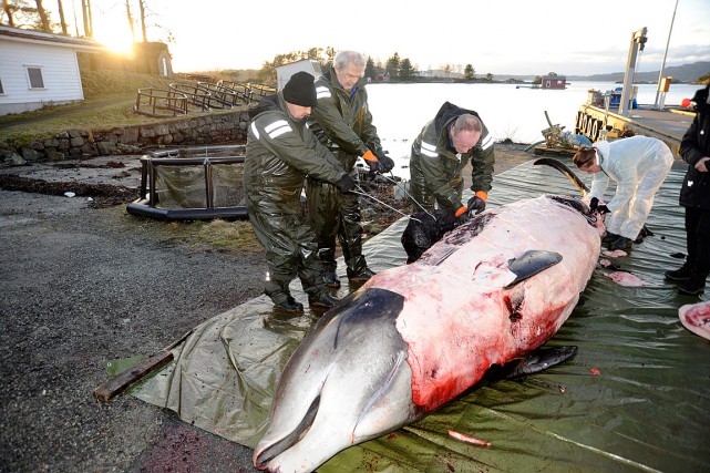 La baleine s'est échouée à répétition samedi dernier dans... (Photo AP/fournie par l'Université de Bergen)