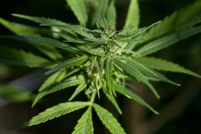 Uruguay: augmentation du trafic de cannabis, malgré la légalisation L'Uruguay a adopté en décembre 2013 une loi... (Archives, Agence France-Presse)