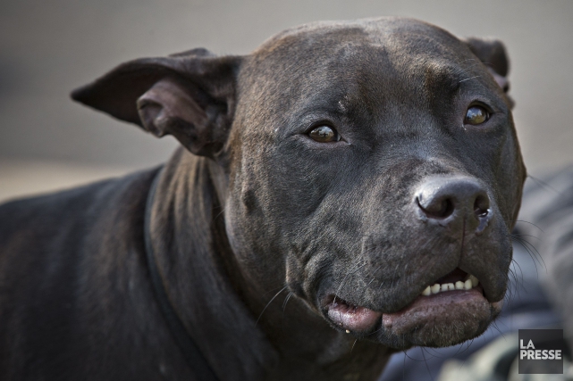 Une dame grièvement blessée par ses chiens Les policiers ont abattu le chien de type... (Photo Patrick Sanfaçon, archives La Presse)