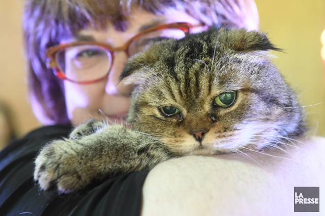 Chats Vieux Chats Vieux
