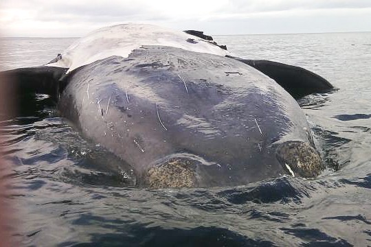 Une huitième baleine noire trouvée morte dans le golfe du Saint-Laurent