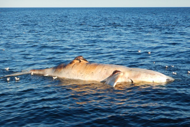Des experts tentent de découvrir la cause de la mort de 8 baleines noires