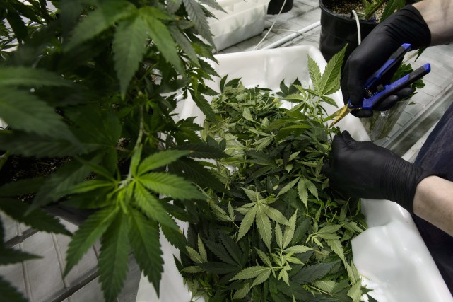 Легальная продажа марихуаны в Канаде начнется не раньше августа 2018 года