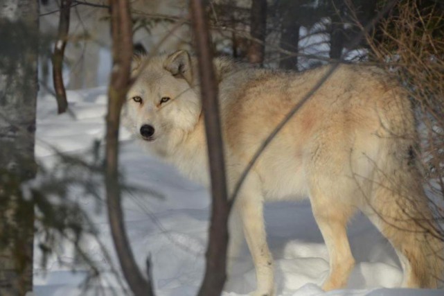 nouveau point de rencontre avec les loups gris