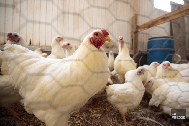 Les Producteurs de poulet du Canada, qui représentent... (PHOTO HUGO-SÉBASTIEN AUBERT, ARCHIVES LA PRESSE)